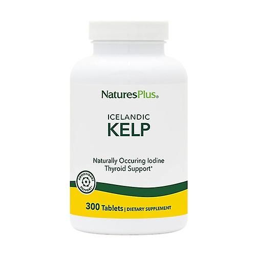 Kelp Alge, 300 Stk.